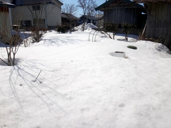 今日の庭の雪　雪解けが進んではいるけれど。。。_a0136293_16101812.jpg