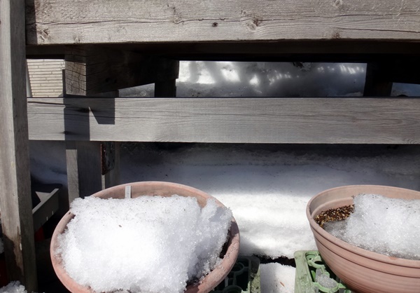 今日の庭の雪　雪解けが進んではいるけれど。。。_a0136293_16174377.jpg