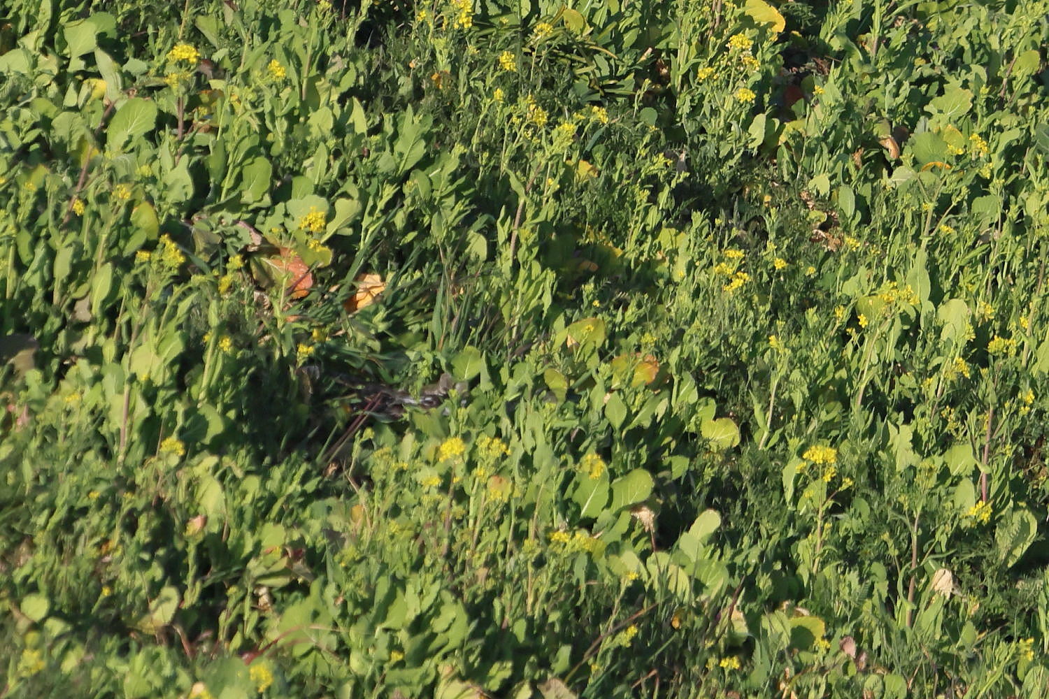 ケアシノスリ 咲き始めた菜の花に 突撃は…_f0369315_09534343.jpg