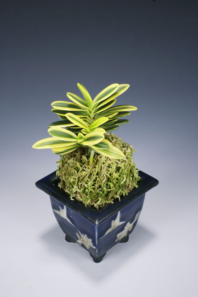 富貴蘭 五十鈴川羆(本芸品小木)