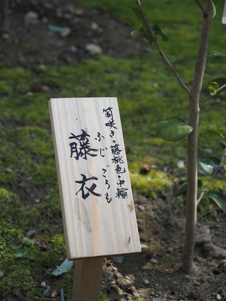 光源氏_e0374932_06403451.jpg