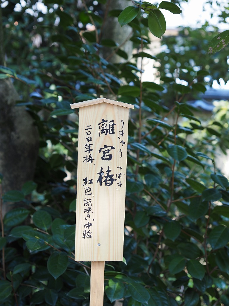 光源氏_e0374932_06404292.jpg