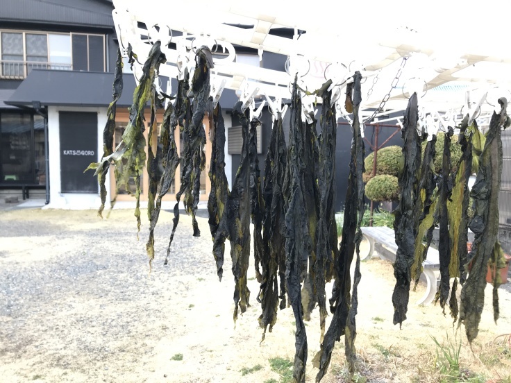 塩蔵わかめ 2022_d0386342_18291266.jpg