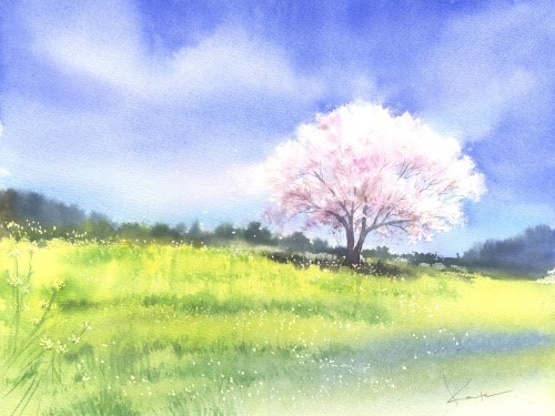 水彩画　桜_f0176370_14525639.jpeg