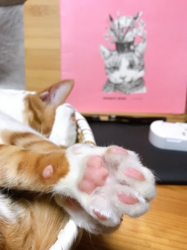やだ、かわいい、春色肉球_f0054677_08460794.jpg