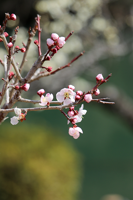 薬師池公園_b0049843_09541399.jpg