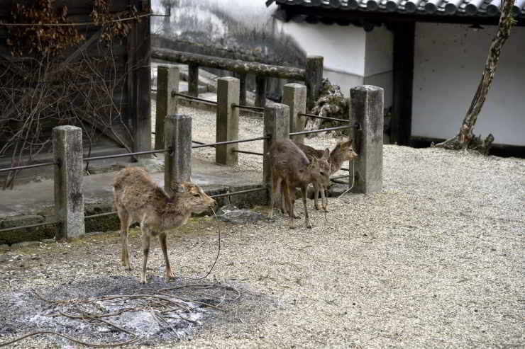 葛蔓を食べる鹿　　（お松明を締める残り葛蔓）_d0187359_01473340.jpg