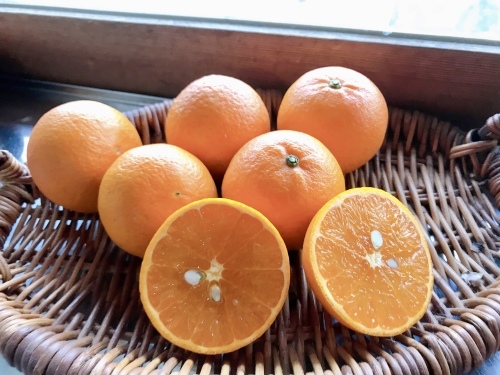 柑橘王国わかやまの「タンカン」と「しらぬい」_f0054677_09031936.jpg