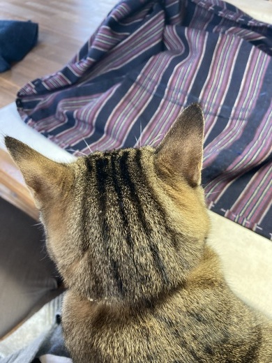 猫さんの後頭部 夕陽のみえるアトリエで