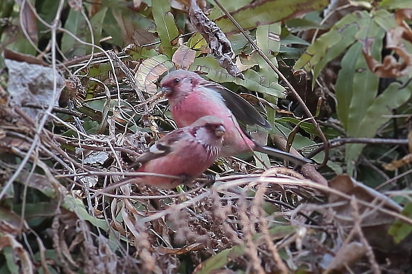 沢山写せたので４…オス2羽が同一画面に_e0413627_16132773.jpg