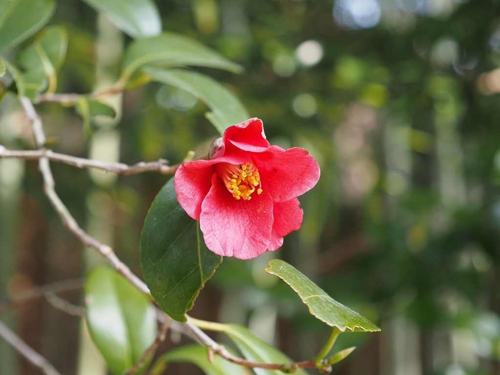 赤い花・白い花_e0374932_08180420.jpg