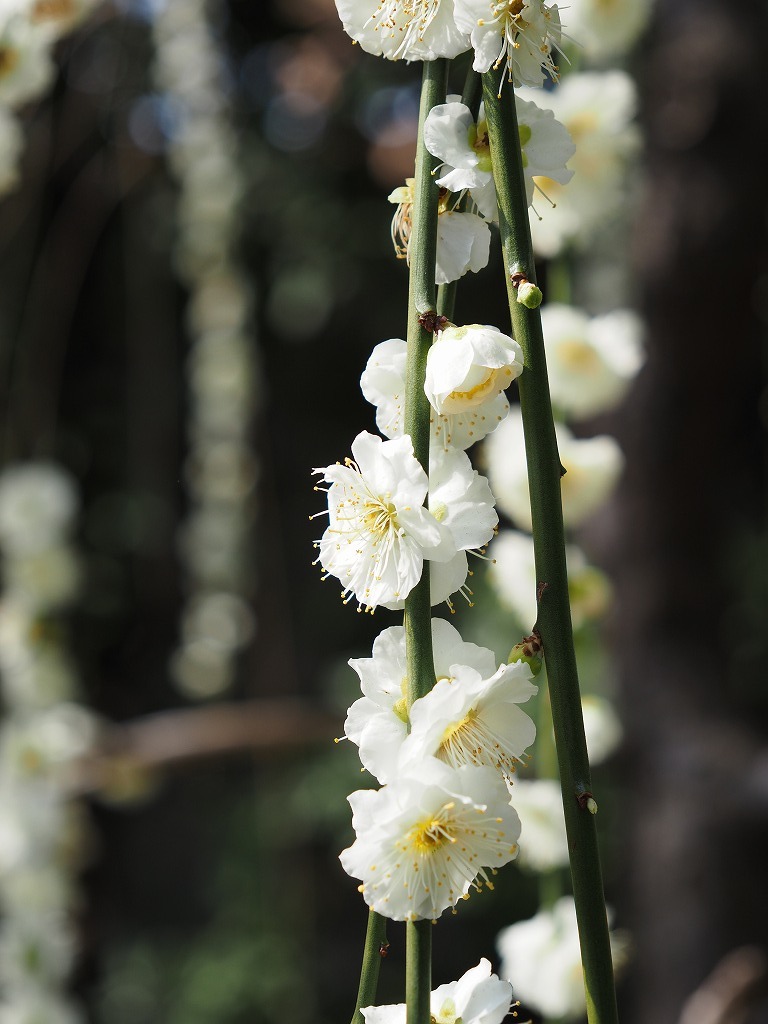 赤い花・白い花_e0374932_08180733.jpg