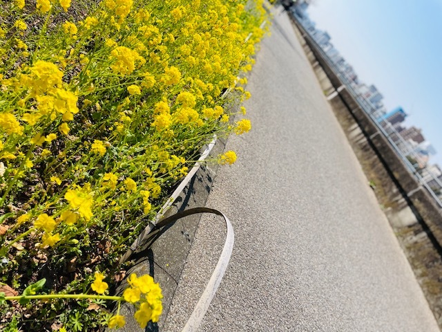 Cycling その1 　隅田川×スカイツリー　お弁当を広げて♪_a0165160_17562631.jpg