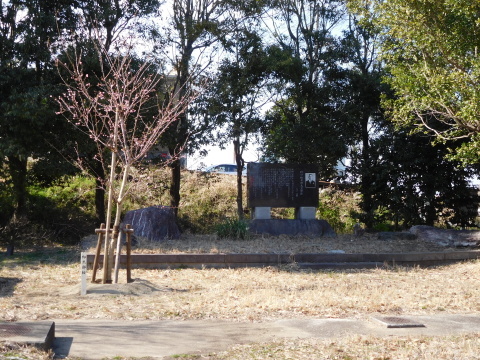 復活初太郎桜三分咲き、大利根土地改良区から写真3・12_c0014967_21421837.jpg