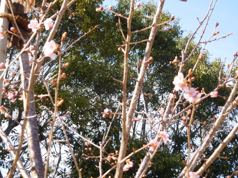 復活初太郎桜三分咲き、大利根土地改良区から写真3・12_c0014967_21430138.jpg