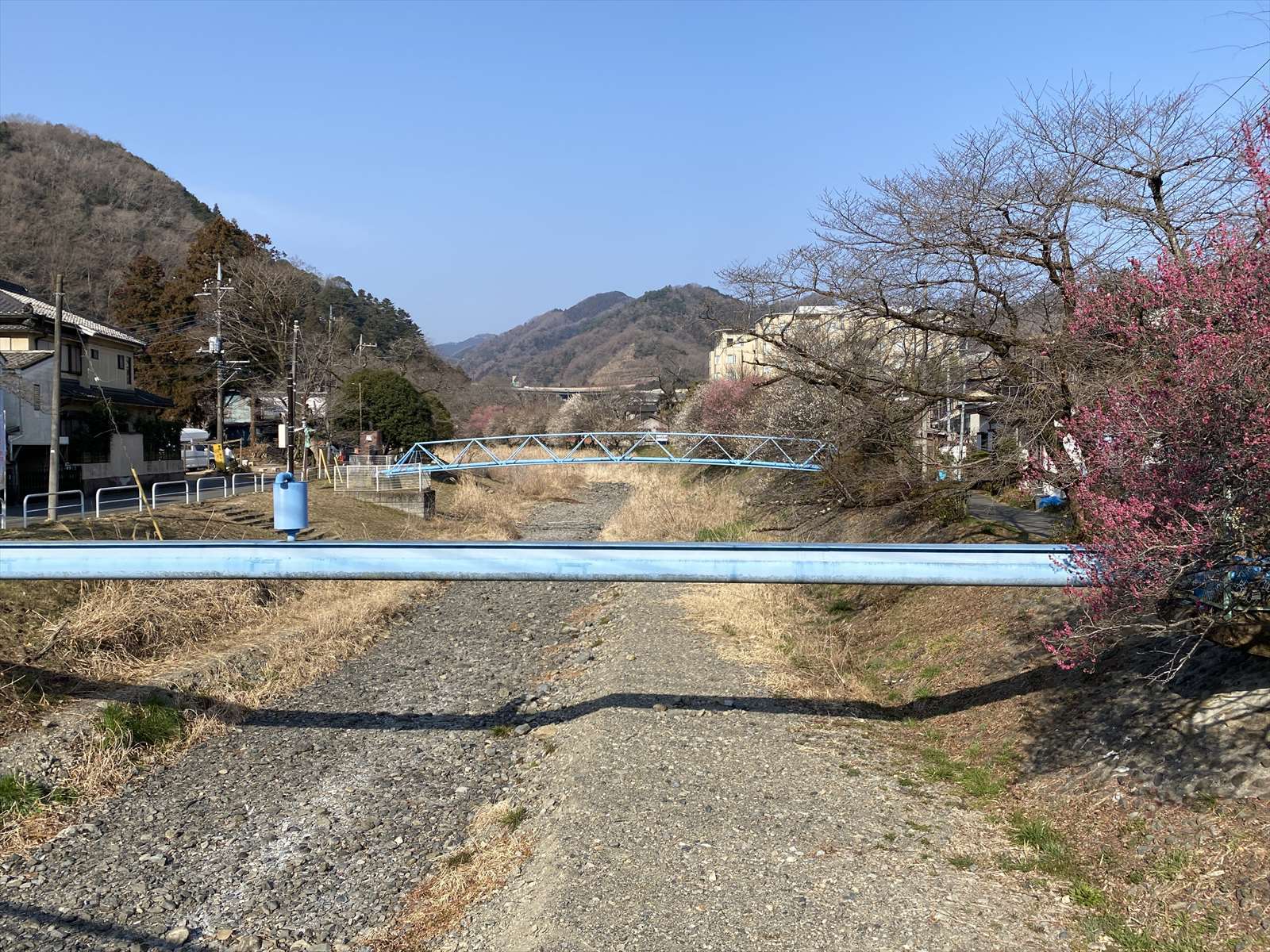 高尾山周辺の花 ハナネコノメ ヤマルリソウ ヒメウズなど 野の花山の花ウォッチング In 奥多摩