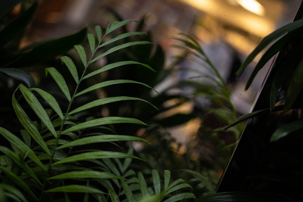 退院を見送るアトリウムの植物たち_d0353489_18343182.jpg