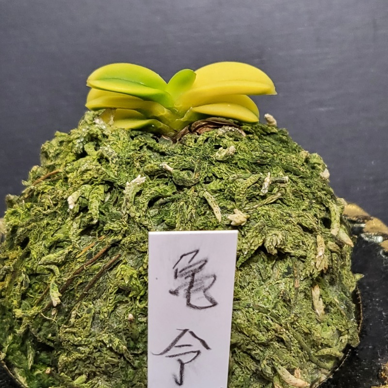 富貴蘭 亀令 : 富貴蘭チャンネル