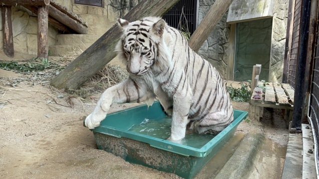 高齢動物への取り組み_c0290504_13161215.jpg