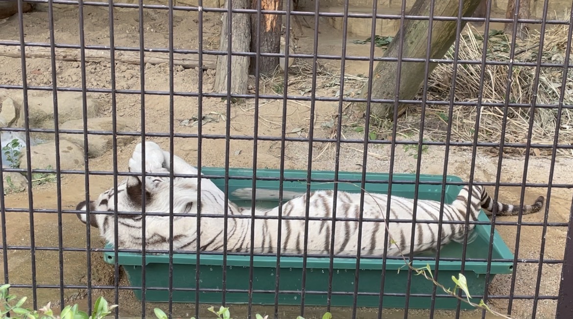 高齢動物への取り組み_c0290504_13165668.jpg