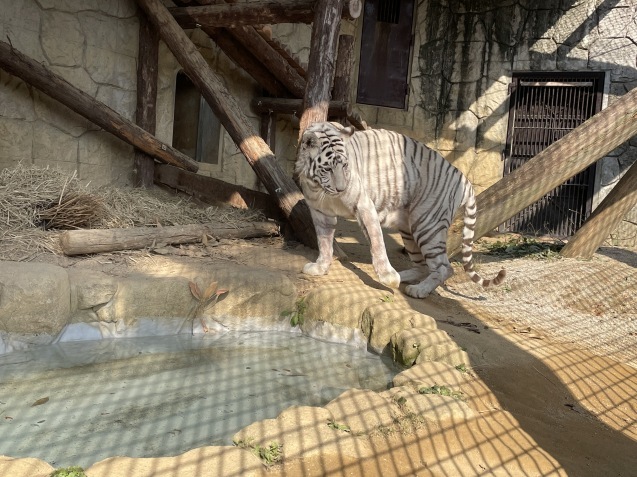 高齢動物への取り組み_c0290504_13220417.jpg