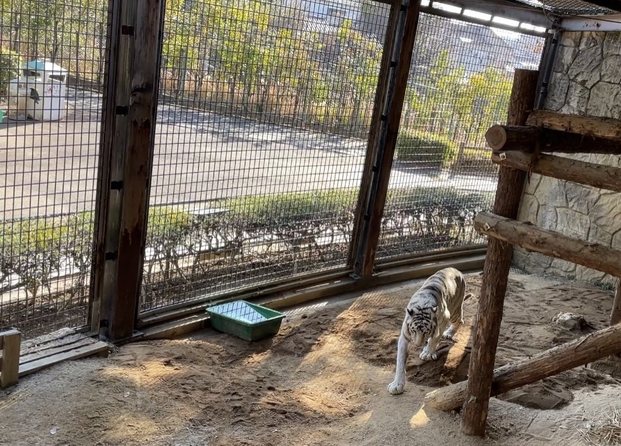 高齢動物への取り組み_c0290504_13240827.jpg