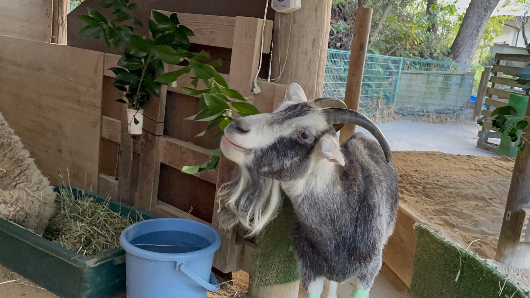 高齢動物への取り組み_c0290504_13242854.jpg