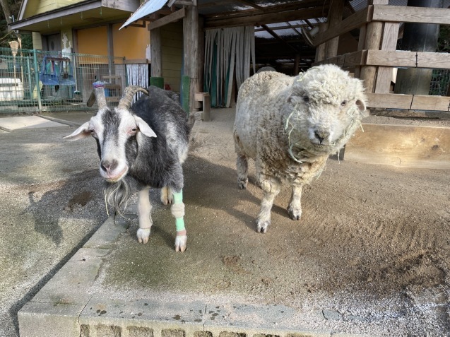高齢動物への取り組み_c0290504_13243969.jpg