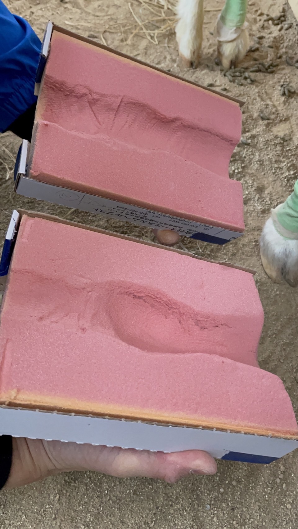 高齢動物への取り組み_c0290504_13285614.jpg