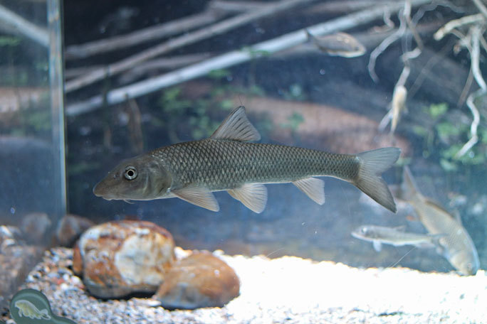 カワスイ 川崎水族館 多摩川ゾーン コイ科の魚たちとオヤニラミとウナギ 続々 動物園ありマス