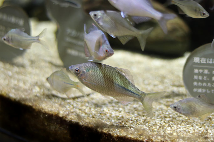 カワスイ 川崎水族館 多摩川ゾーン コイ科の魚たちとオヤニラミとウナギ 続々 動物園ありマス