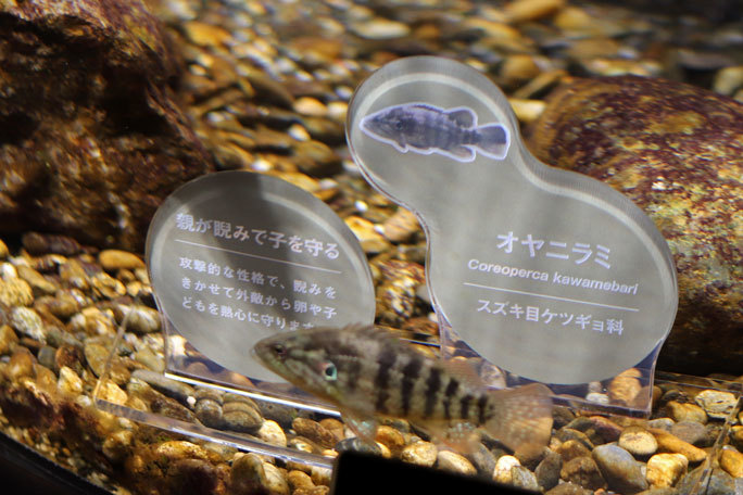 カワスイ 川崎水族館 多摩川ゾーン コイ科の魚たちとオヤニラミとウナギ 続々 動物園ありマス