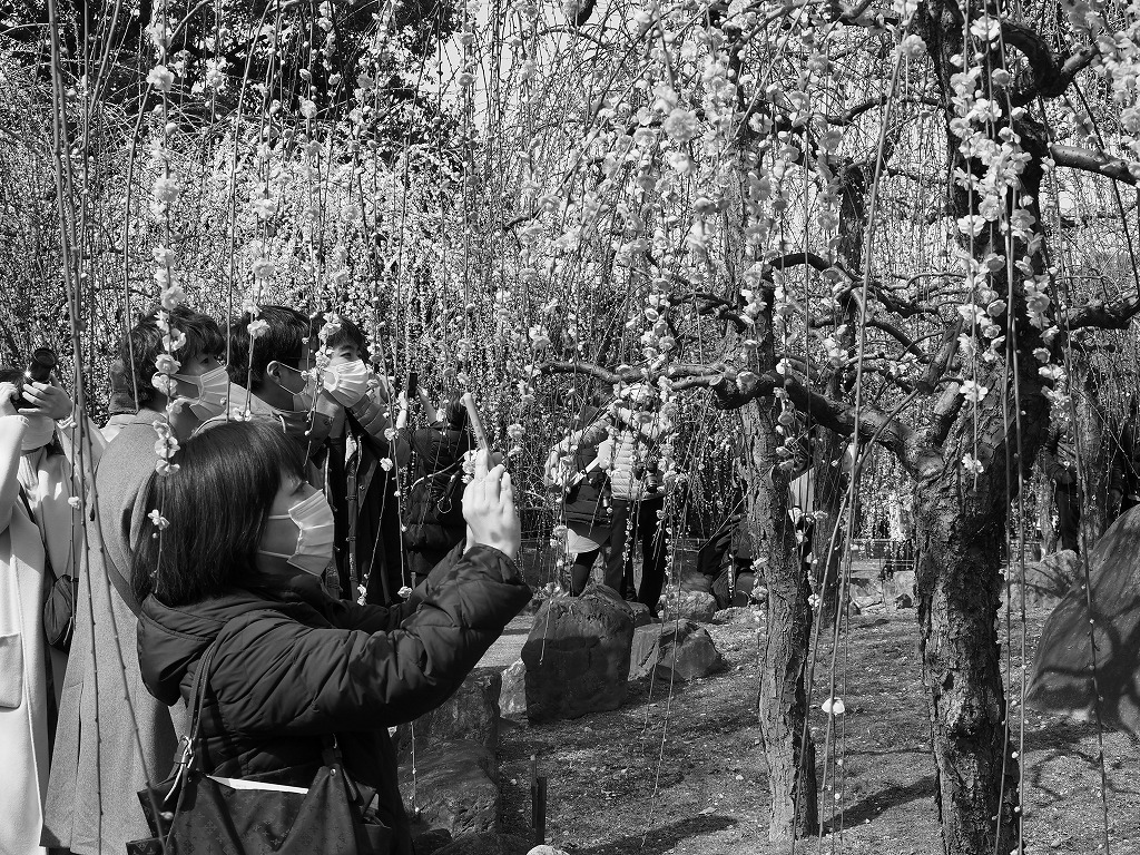 久々のMONOCHROME_e0374932_06595999.jpg