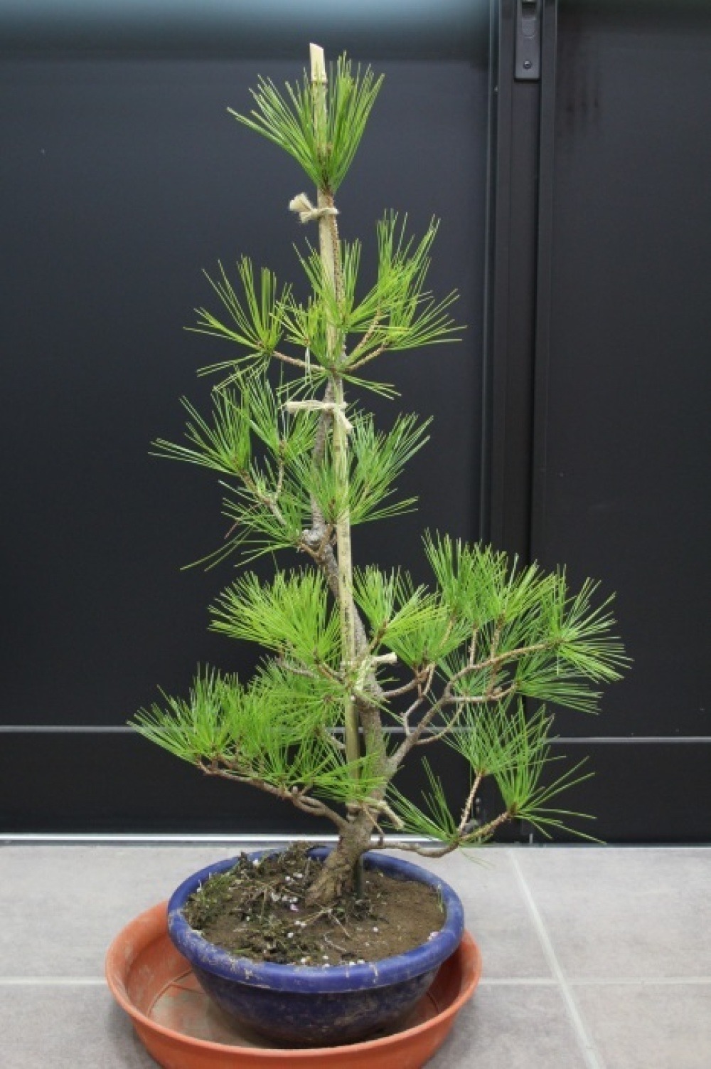 テンモクショウ 天目松 枝垂れ赤松 半仕立て 苗木 販売 画像