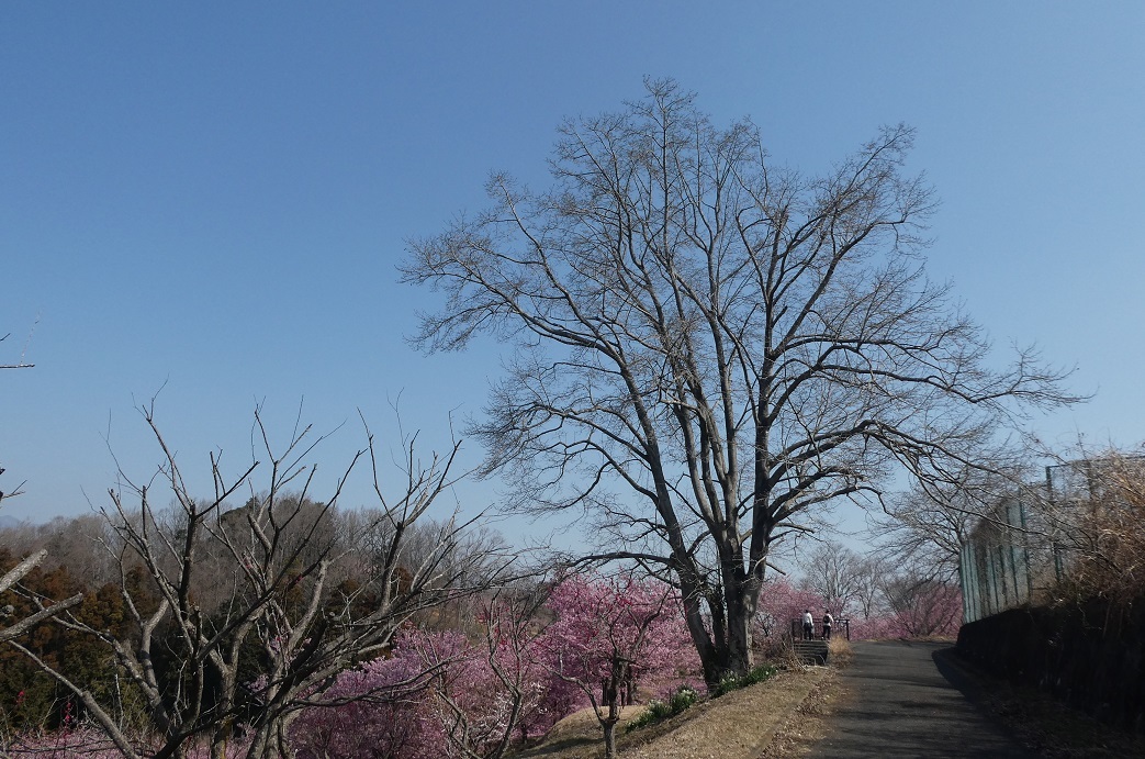 3/11 曾我丘陵を歩く ① 河津桜満開の おおいゆめの里へ_d0288144_16423533.jpg