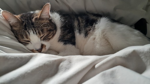 猫との付き合い方~猫作法_f0073848_05043779.jpg