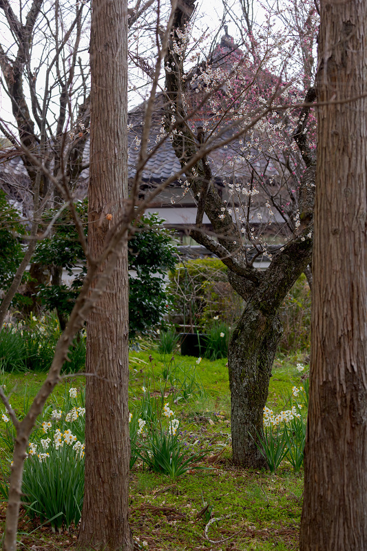 初春の花たち（真如堂）_f0155048_19154660.jpg
