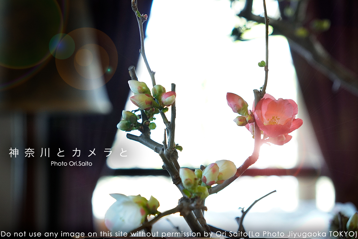 横浜とカメラと、うつくしさに触れる。 #肥原慶甫 #未生流 #Sdobe #カメラ女子 #Sony #SIGMA #現像_f0212049_23314618.jpg
