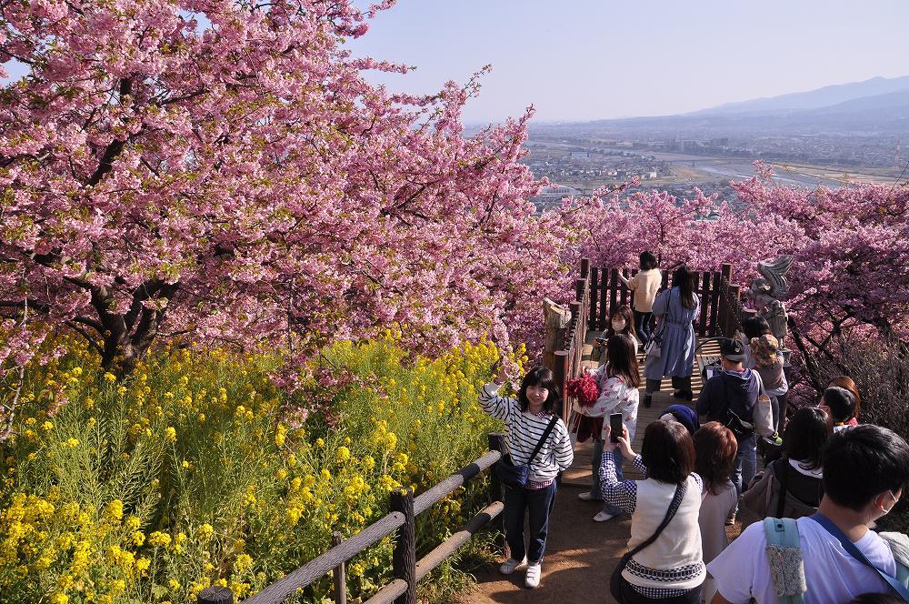 松田山で河津桜と野鳥と子供_c0059854_18312566.jpg