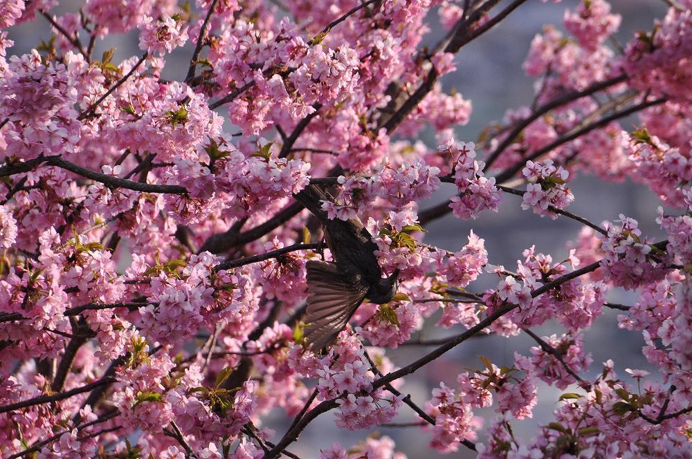 松田山で河津桜と野鳥と子供_c0059854_18330990.jpg