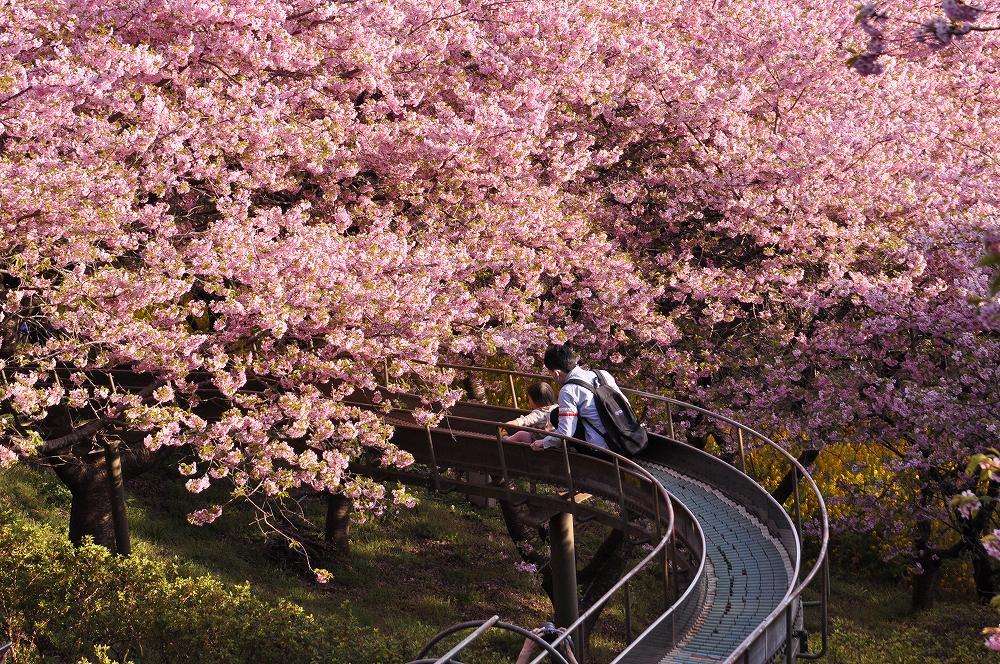 松田山で河津桜と野鳥と子供_c0059854_18331972.jpg