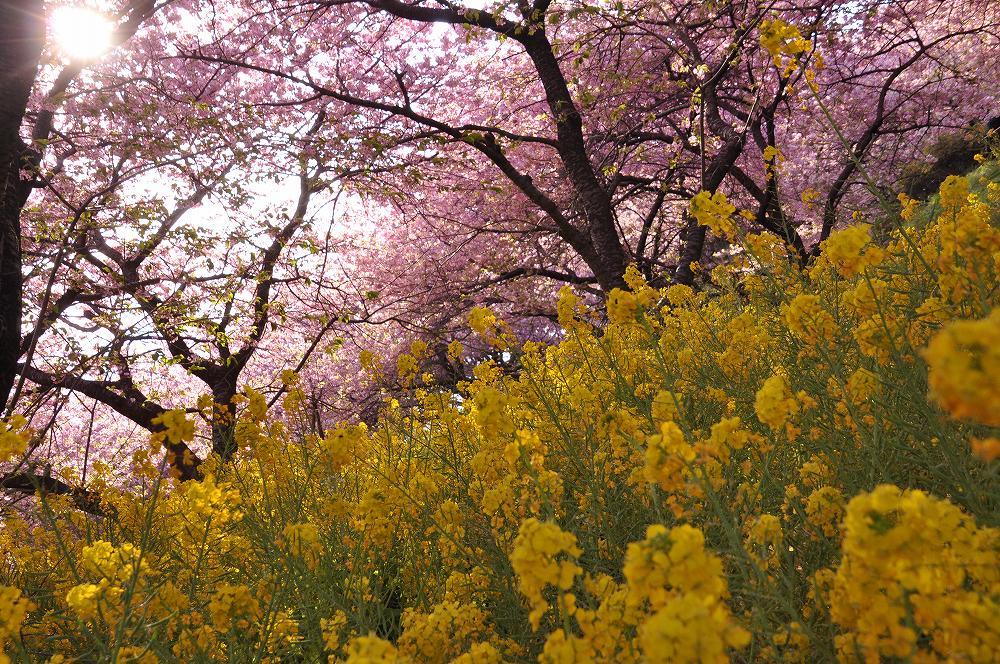 松田山で河津桜と野鳥と子供_c0059854_18333120.jpg