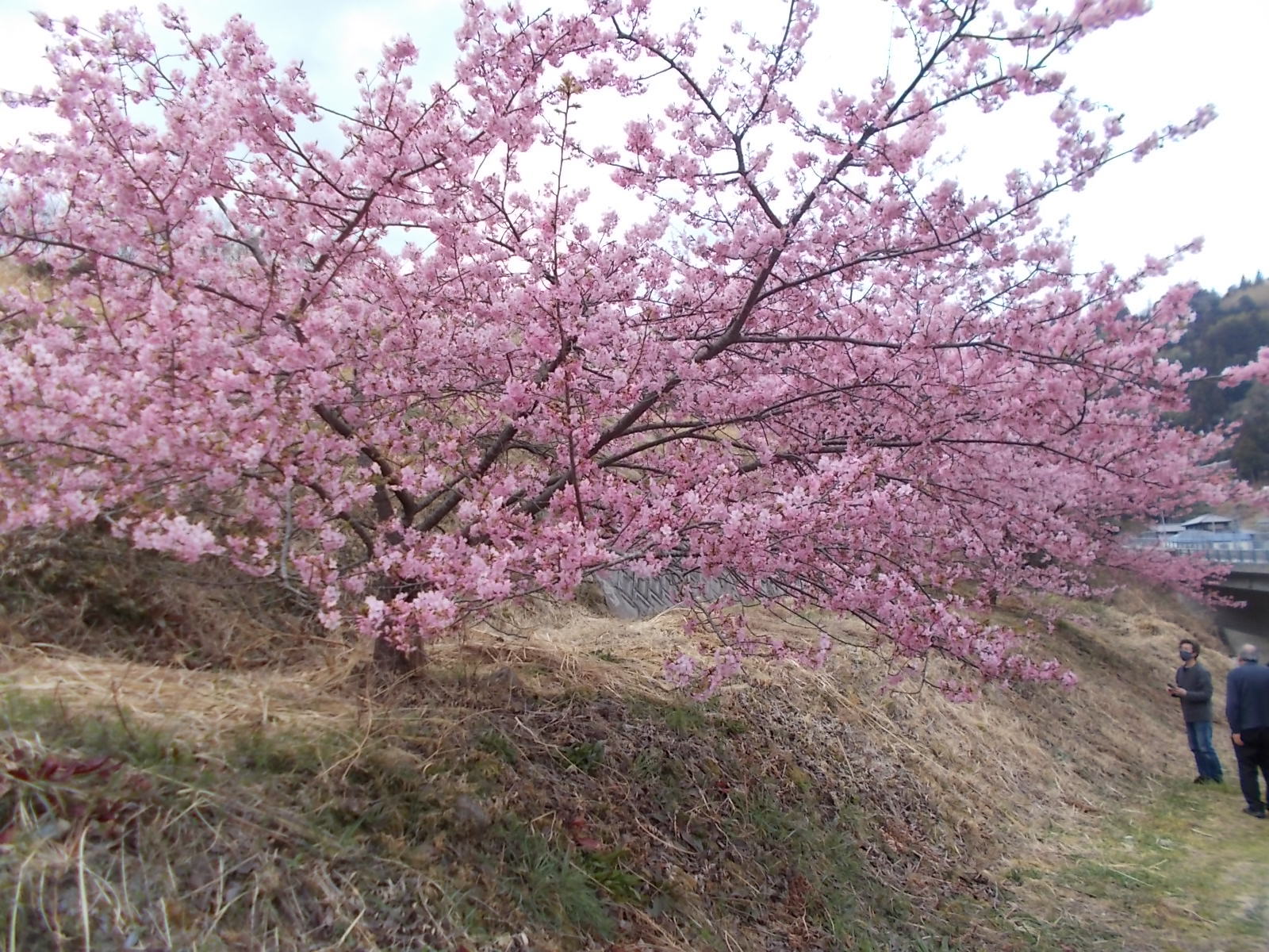 桜咲く カモシカクラブ 桜咲く カモシカクラブ