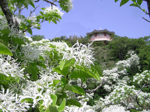 【お知らせ】TOKIO城島 ほのぼの茂に対馬が登場！_f0207669_12483363.jpg