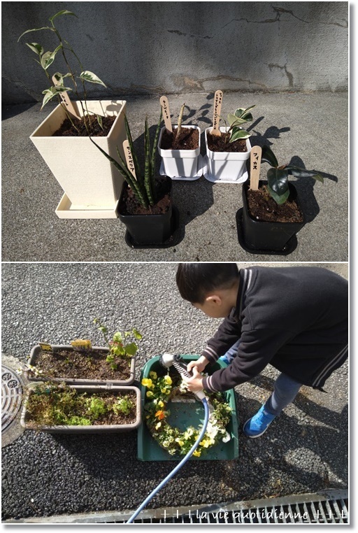 【ハンギングリース】我が家のビオラリースと観葉植物そして王子がネコ飼いたいってよ!_a0348473_07313481.jpg