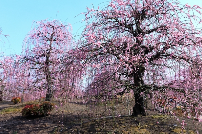 枝垂れ梅（鈴鹿の森庭園） vol.1_e0405576_15353450.jpg