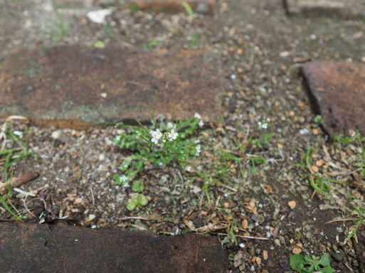 恵みの雨が待ち遠しい_f0197985_13593853.jpg
