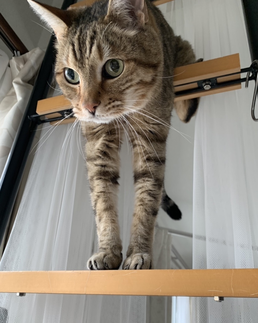 シニアプー_e0358096_19544797.jpeg