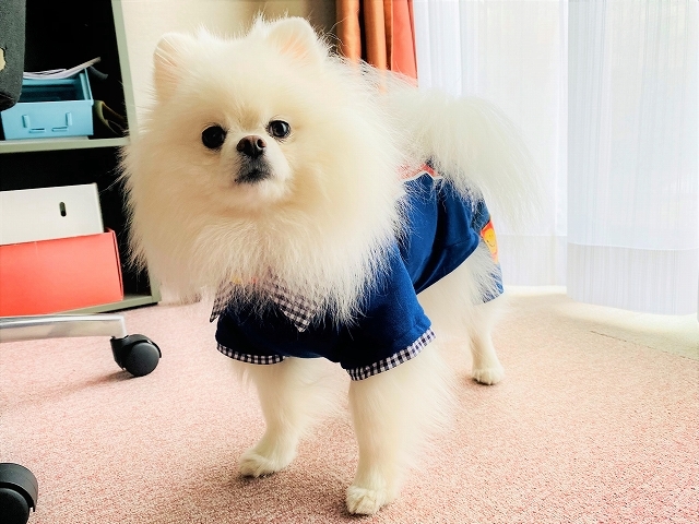 メイメイ、春のファッション_d0360206_18515781.jpg