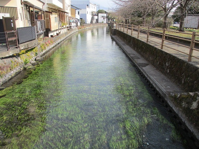 水位も下がり、オオバンが水草を食べてくれた！　これが年間続いたら良いのにと思う田宿川の川そうじ_f0141310_07154612.jpg